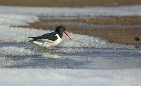 砺鹬 熬过漫长的冬季 砺鹬 熬过漫长的冬季