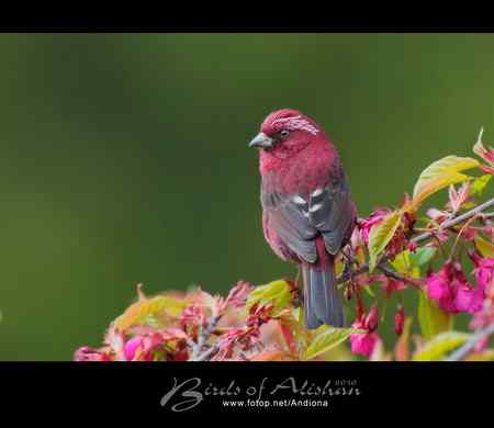 台湾阿里山酒红朱雀 Vinaceous Rosefinch 台湾阿里山酒红朱雀 Vinaceous Rosefinch