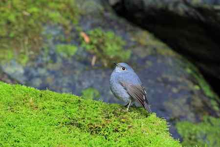 台湾 紅尾水鴝 台湾 紅尾水鴝