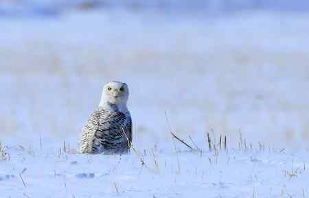 雪鸮魅力高清晰图片