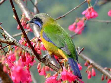 福州国家森林公园的橙腹叶鹎