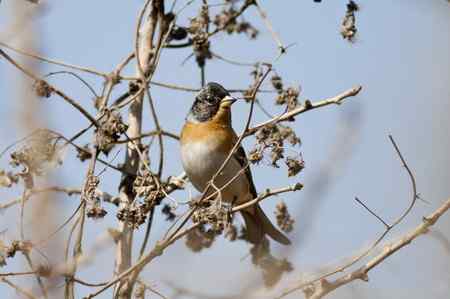 星期天拍的一组燕雀