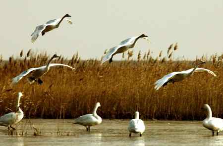河口飞燕滩油田的水上芭蕾