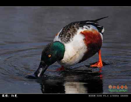 琵嘴鸭高清晰组图