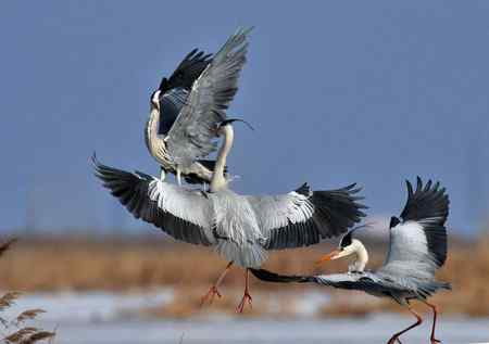 冰上苍鹭,白面皮鹭