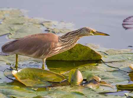 池鹭  寻鱼，像是鬼子进村！