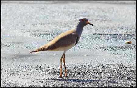 陕西观鸟会铜川观鸟，拍鸟印象