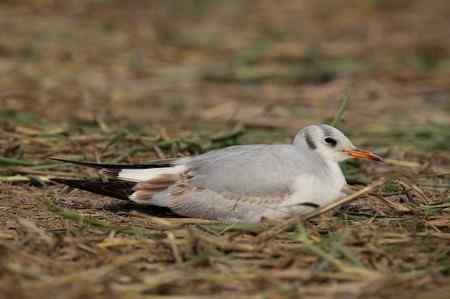 请问此鸟名称：棕头鸥还是红嘴鸥