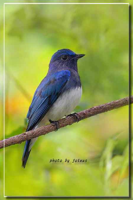 白腹琉璃 白腹姬鹟