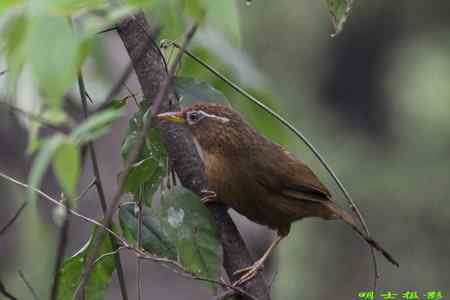 西湖边惊现捕鸟人,灰翅噪鹛险成笼中物