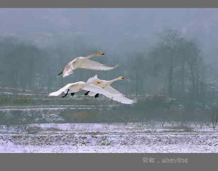 大年初二拍雪鹅