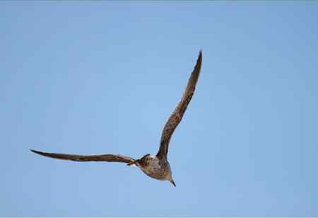 这是什么鸥：灰背鸥还是银鸥亚成鸟？
