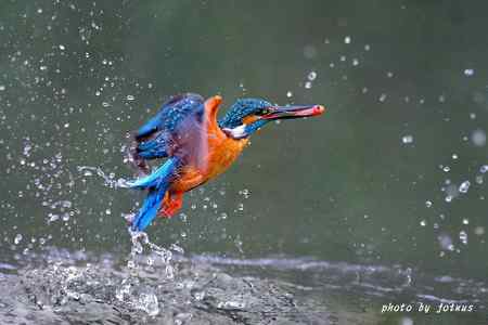 鸟网2010年第一季度精彩鸟图大回放！