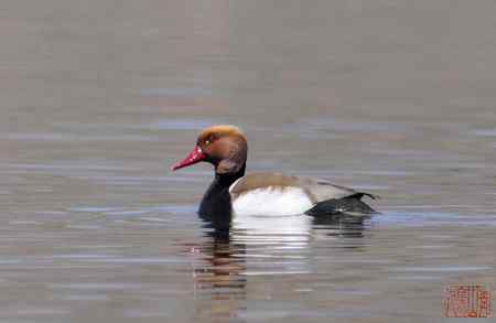 浑河初开丽鸭来：赤嘴潜鸭