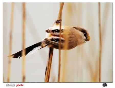 盐城滩涂的震旦鸦雀