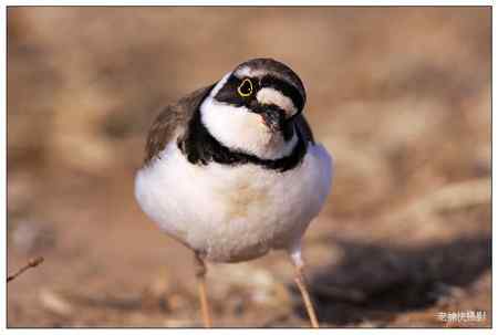 可爱的小金框鴴