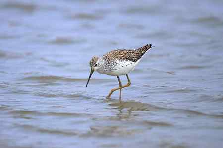 首次春季拍泽鹬