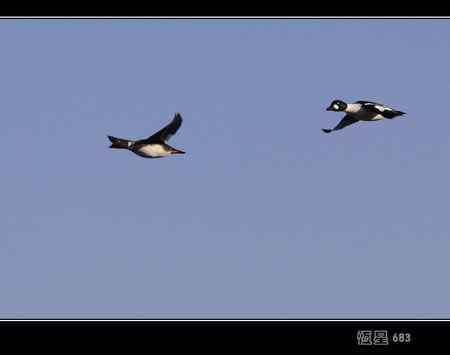 鹊鸭 我们这里难得一见