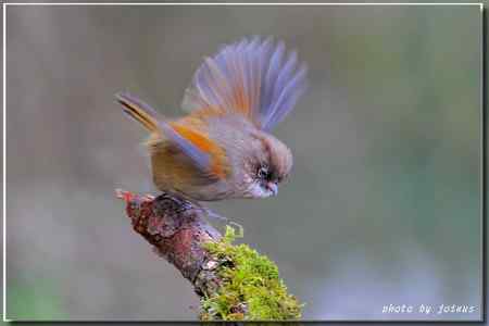 台湾合欢山三千米的驚豔