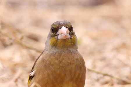 筑巢的金翅鸟儿