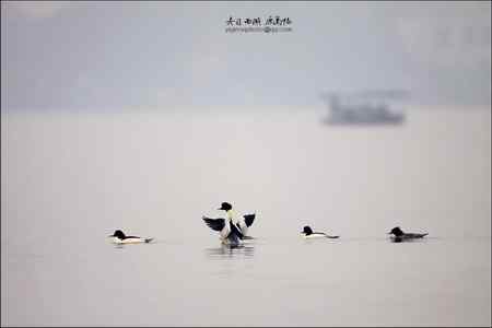 《西湖的普通秋沙鸭》