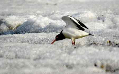 砺鹬 熬过漫长的冬季 砺鹬 熬过漫长的冬季