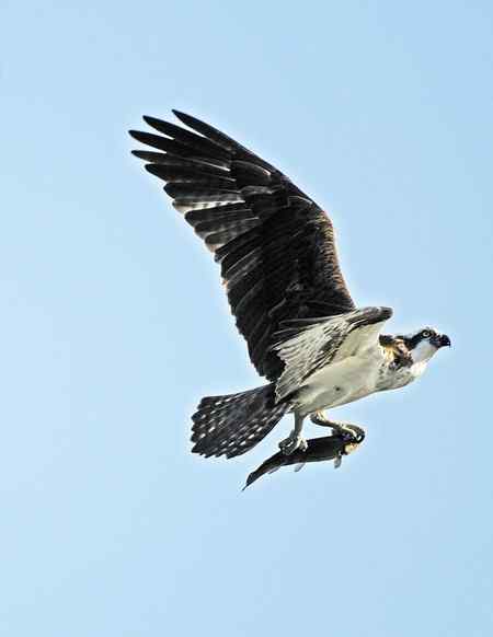 鱼鹰小集（Osprey）