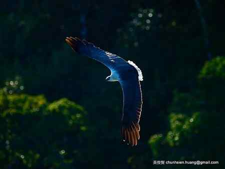 海上霸者 白腹海雕