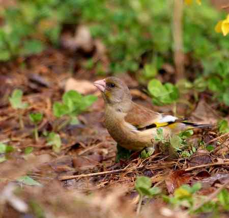 金翅雀鸟儿专辑