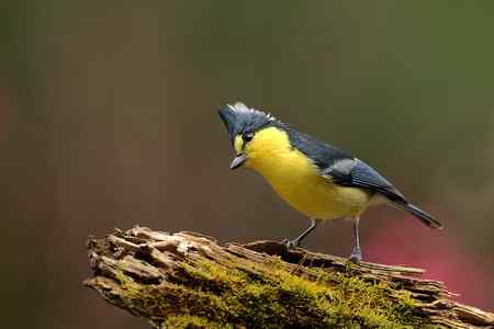 黃山雀賀新禧 台湾特有鸟类