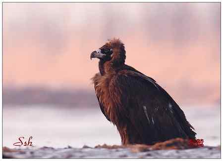 京城猛禽【组图】