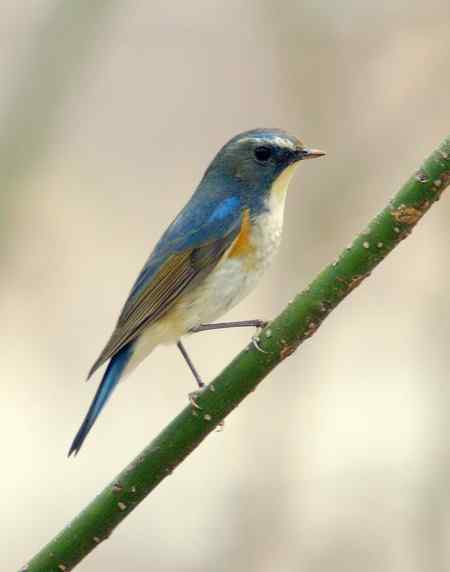 林场的红胁蓝尾鸲