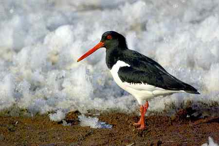 砺鹬 熬过漫长的冬季 砺鹬 熬过漫长的冬季