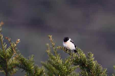 黑喉石鵖与红胁蓝尾鸲外加褐柳莺