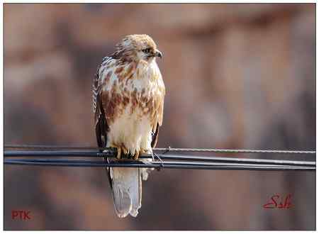 京城猛禽【组图】