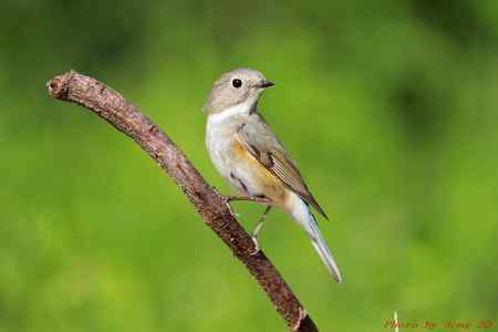 阳羡四月的林鸟