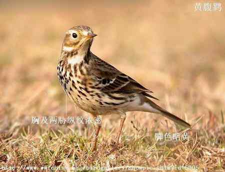 鸟类辨识：水鹨和黄腹鹨