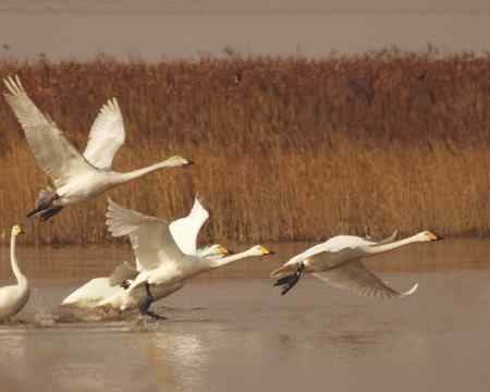 河口飞燕滩油田的天鹅