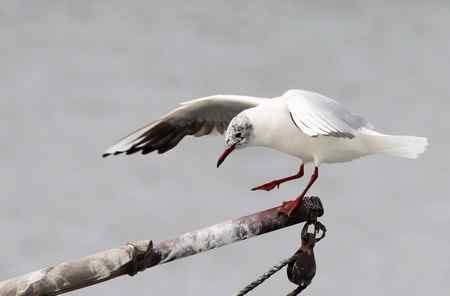 求教海鸥种类(7p)