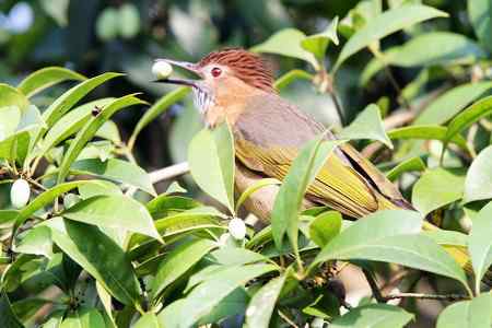 绿翅短脚鹎吃果