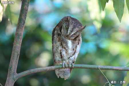 東方角鴞照片