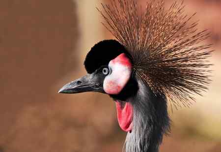 一组鸟冠特写（冠鹤）