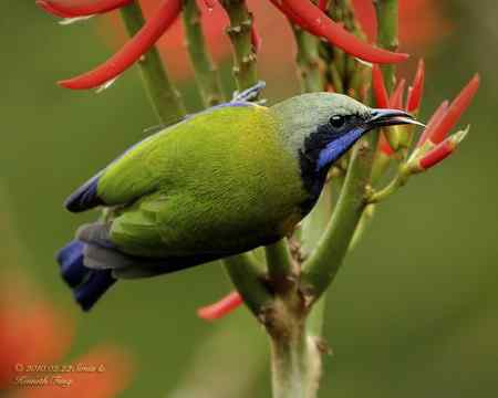 香港山林间的橙腹葉鵯