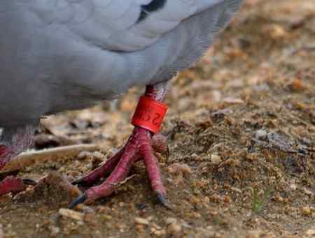 环志原鸽，值得记录吗？