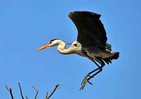 枝尖上的舞者－苍鹭
