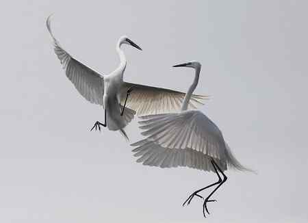 见证象山：“一对相爱明星鸟儿”