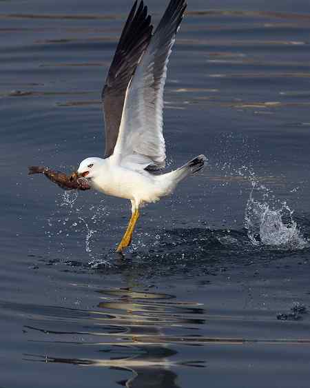 山东龙口拍摄：“五彩海鸥”