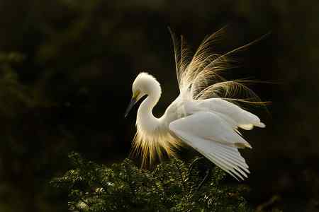 拍不够的象山鹭