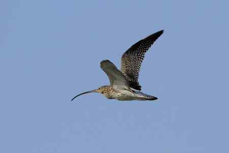 大勺鹬、白腰勺鹬