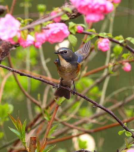 桃花枝头一红胁